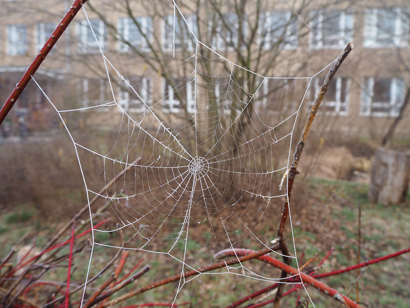 Spinnennetz auf dem Schulhof