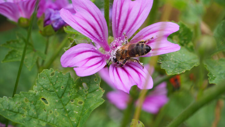 Bunte und insektenfreundliche Balkone (Teil 1) – Warum keine Exoten?