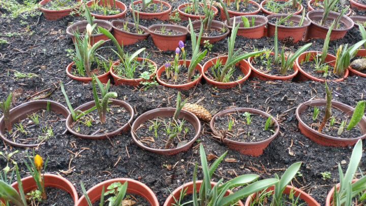 Bunte und insektenfreundliche Balkone (Teil 3) – Projekt 100 Balkonkästen