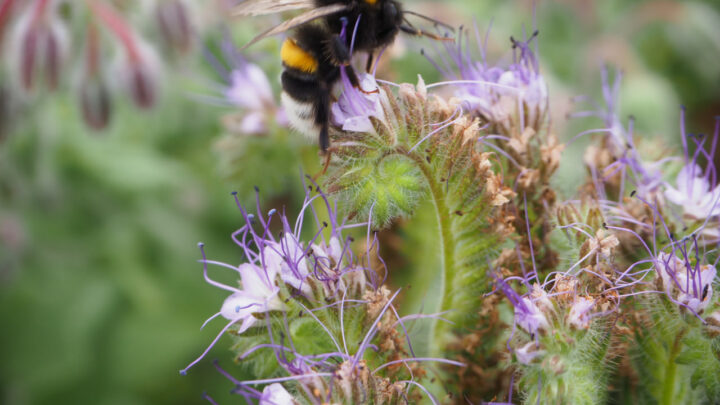 Bunte und insektenfreundliche Balkone (Teil 2) – Konkrete Pflanzvorschläge